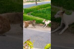 monkey dog fight 🤬😂 #monkey #funny #labrador #fight #viralshort