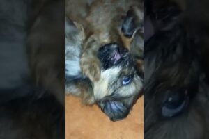 #my #pretty #cute #puppies #shortvideo