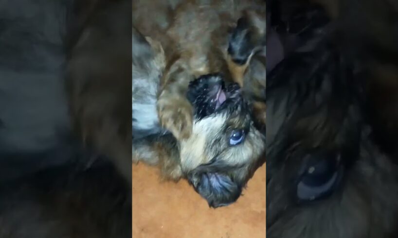 #my #pretty #cute #puppies #shortvideo