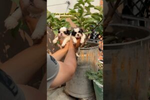 #petlovers #shorts #cute #puppies #trending #dogbreed #shorts