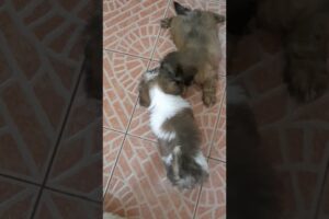 playful puppies  #shihtzu #cute #puppies #petdog