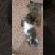 playful puppies  #shihtzu #cute #puppies #petdog