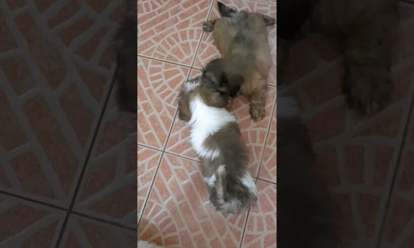 playful puppies  #shihtzu #cute #puppies #petdog