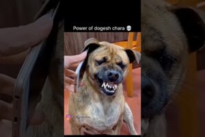 💀power of dogs 👀bhai 🥶🥵😱🔥 That’s awesome! A 62% boost in views and fewer swipes #funnyshorts #viral