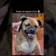 💀power of dogs 👀bhai 🥶🥵😱🔥 That’s awesome! A 62% boost in views and fewer swipes #funnyshorts #viral