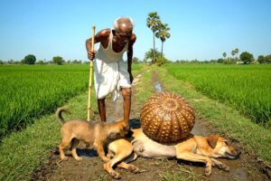 rescue animal: Puppy Flags Down a Stranger to Save Mom Fused to a GIANT SHELL