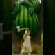 rescue cow from giant log #funny #animals #comodyeffect
