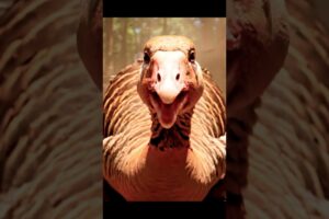 shocking rescue goose from bee#animals