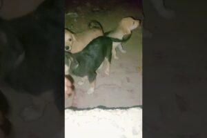 #song #newsong #love #music #cute puppies #lovesong #hindisong