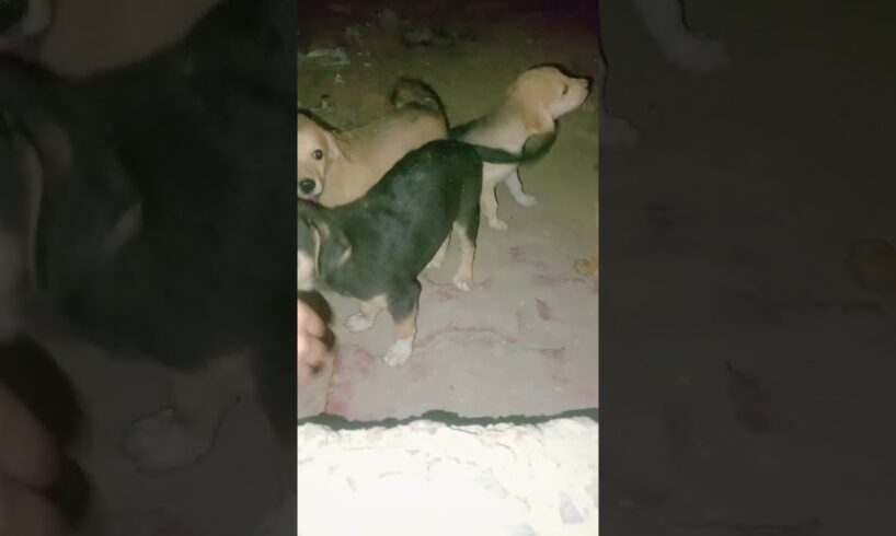 #song #newsong #love #music #cute puppies #lovesong #hindisong