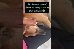 street dog rescue | #shorts #ytshorts #hungergamestiktok #trending #streetdog #dog #streetdogpluto