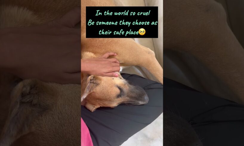 street dog rescue | #shorts #ytshorts #hungergamestiktok #trending #streetdog #dog #streetdogpluto
