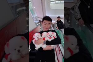 teacup dog breeds / teacup puppies 🐕 #shorts #dog #toys #cute #puppy