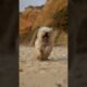 top 3 Cutest Puppies You Won’t Believe Exist 🐶😍 #shorts