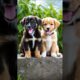 two cute puppies barking, sitting on a wall #puppy #dog #barking #youtubeshorts #trending #shorts