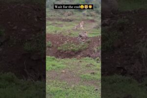 two lioness vs domestic dog #shorts #wildlife #animals