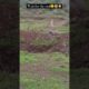 two lioness vs domestic dog #shorts #wildlife #animals