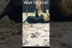 us Panther vs Leopard 🐆🔥 Who Will Win? | Wild Animal Fight 🇺🇸 #youtubeshorts #animalshorts