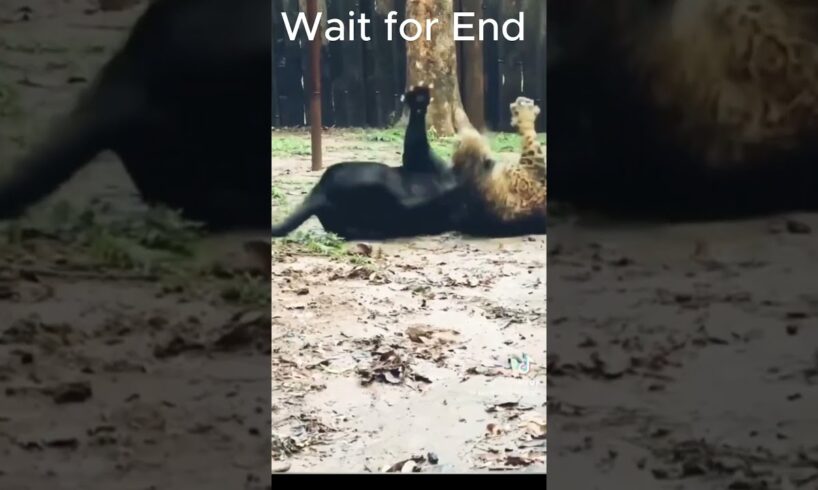 us Panther vs Leopard ๐๐ฅ Who Will Win? | Wild Animal Fight ๐บ๐ธ #youtubeshorts #animalshorts