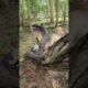 very Funny all baby monkey playing-amazing #animal #cute #shorts #wildlife #funny