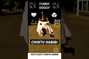 चिंटू है नटखट डॉगी 💗 Cute Dog funny Reactions 😄 #funnydog #funnypuppy #pets