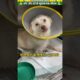 चोट और दर्द से जूझता एक जीवन #animal #animalrescue #animallover #rescue #dog