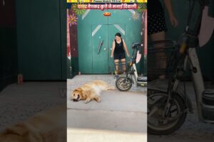 टायर बेचकर कुत्ते ने मनाई दिवाली 🤣
