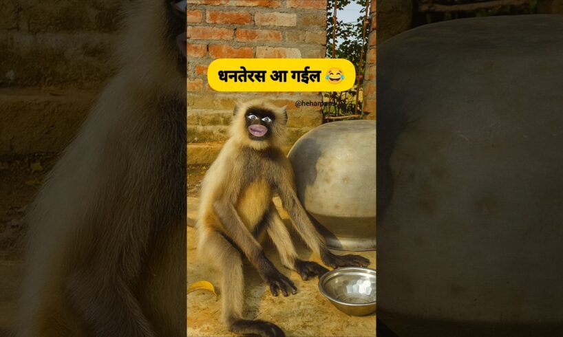धनतेरस आ गईल 😂 #thetharpuns #heharpuns #funny #dhanteras #monkey