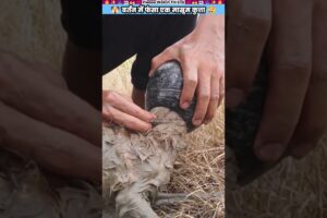 बर्तन में फंसा एक मासूम कुत्ता #animal #animalrescue #animallover #rescue #dog
