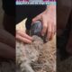 बर्तन में फंसा एक मासूम कुत्ता #animal #animalrescue #animallover #rescue #dog