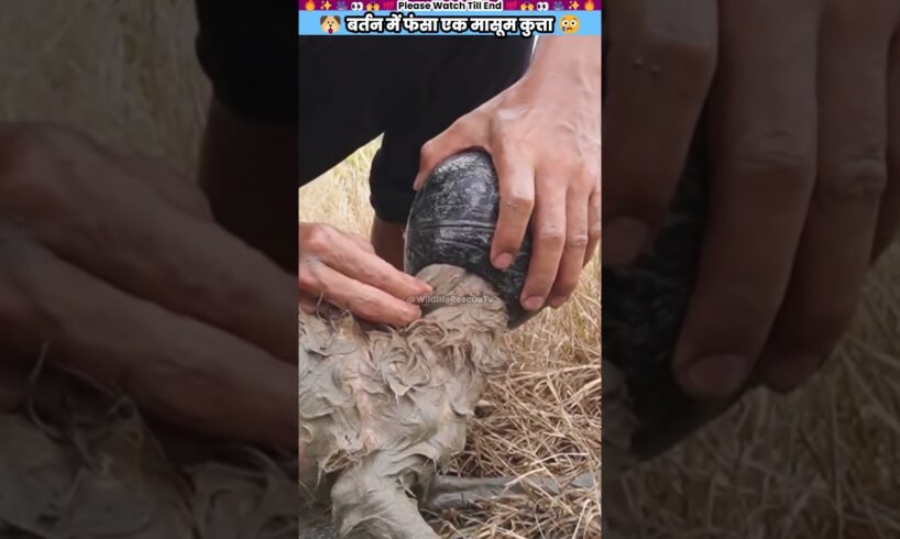 बर्तन में फंसा एक मासूम कुत्ता #animal #animalrescue #animallover #rescue #dog