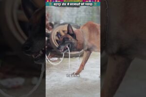 बहादुर शेरू ने बदमाशों को पछाड़ा #animal #animalrescue #animallover #rescue #dog