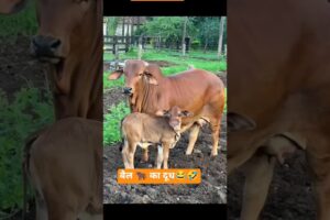 बैल 🐂 का दूध 😂🤣 #funny #thetharpuns #aalupyajjoke #comedy #AptfunnyAk #thetharpuns #comedy