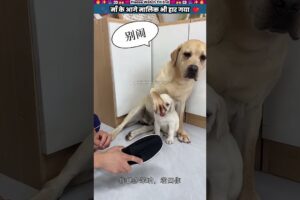 माँ के आगे मालिक भी हार गया 🤣 #animal #animalrescue #animallover #rescue #dog