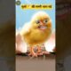 मुर्गा 🐔 की मम्मी भाग गई 😂😅 #funny #thetharpuns #aalupyajjoke #comedy
