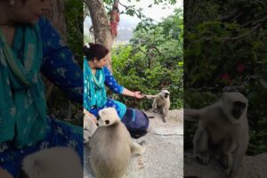 😂😂 ये क्या था #shortfeed #langurmonkey #cute #babylangur #entertaininganimals #animals  #langoor