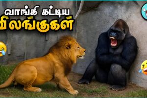 வம்பிழுத்து அடிவாங்கிய விலங்குகள் | Dumb Animal Fights | The Magnet Facts