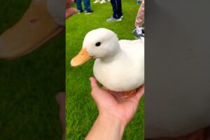 アヒルグラウンドで遊び #duck #gachua #goose #アヒル #cute #music #animals #funny #birds #コールダック #petduck #pets