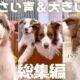 小さい声と大きい声を出す練習をする犬達が可愛い😂💬 総集編！！【ボーダーコリー・オーストラリアンシェパード】