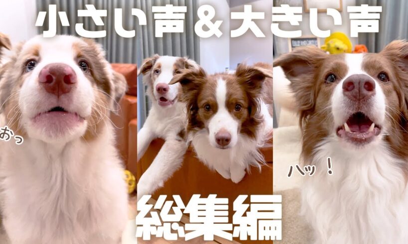小さい声と大きい声を出す練習をする犬達が可愛い😂💬 総集編！！【ボーダーコリー・オーストラリアンシェパード】