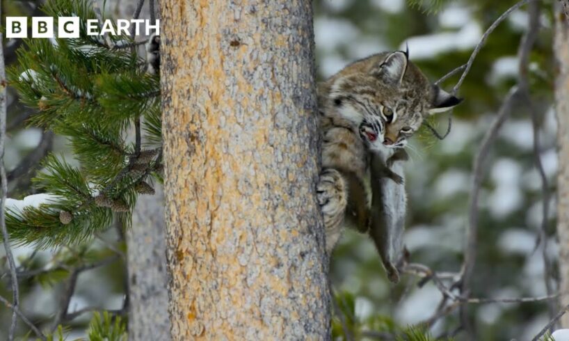 1 Hour of Amazing Animal Moments Narrated by David Attenborough | BBC Earth