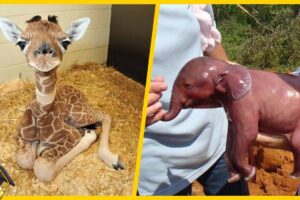 10 Cuccioli Più Carini