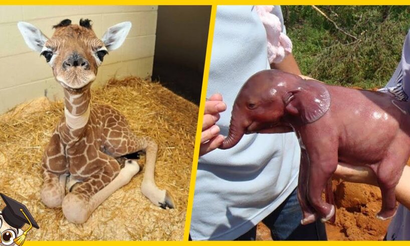 10 Cuccioli Più Carini