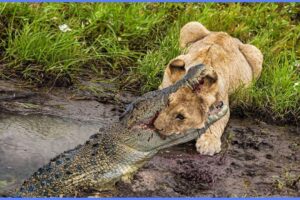 15 Most Incredible Lion vs Crocodile Battles Caught On Camera!