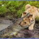 15 Most Incredible Lion vs Crocodile Battles Caught On Camera!