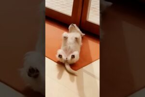 Funny Cute Puppies #shorts #puppy #viralvideo