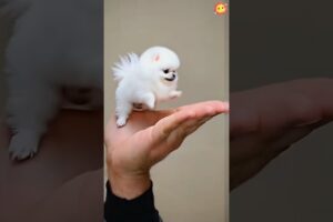 The love for these cute puppies grows day by day #dog #pet #cutedog #puppy #puppylove #cuteanimal