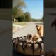 Cute puppies got covered with centipedes save by rescue team! #humanity #dog#animals