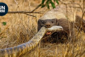 Craziest Honey Badger Fights Ever Caught On Camera | Animal Fights