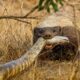 Craziest Honey Badger Fights Ever Caught On Camera | Animal Fights